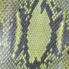 Pitone / Python Pitone / Python